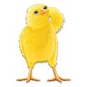Talking Chicken icon