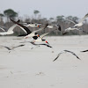Black Skimmers (with Laughing Gulls)