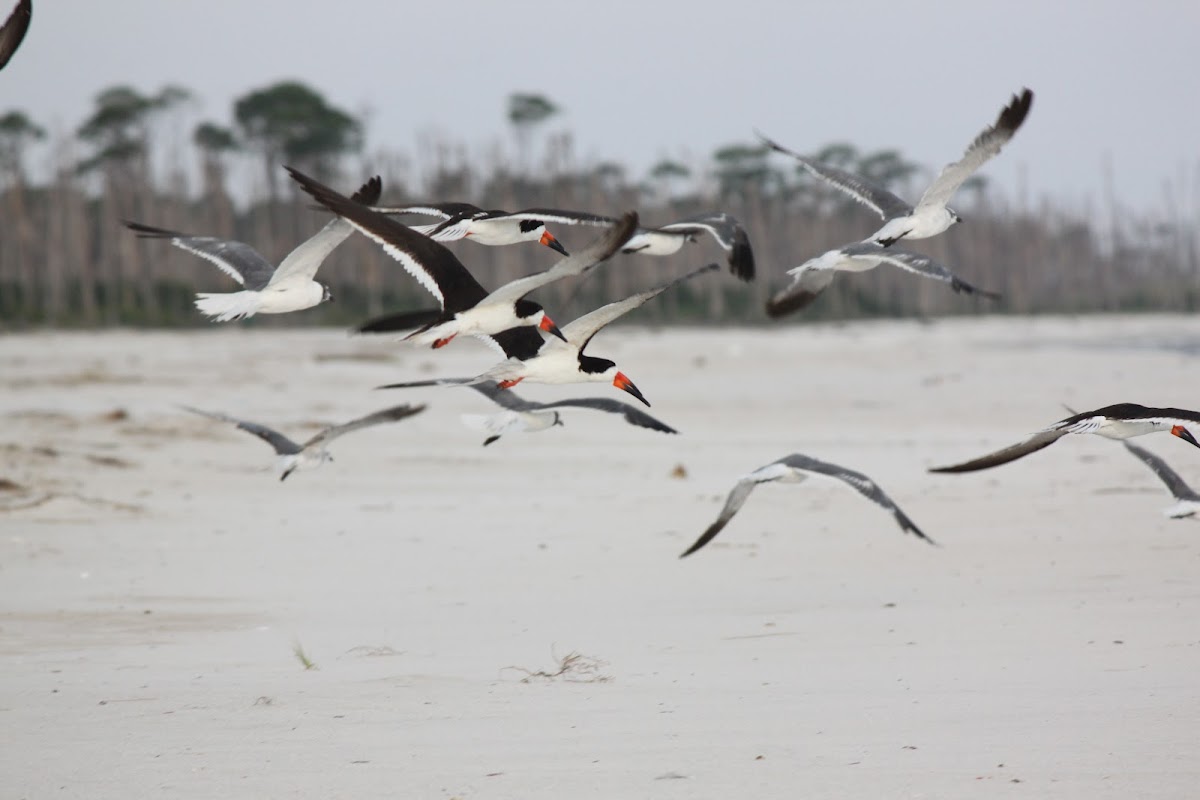 Black Skimmers (with Laughing Gulls)
