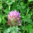 Purple Clover