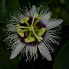 The Passion Fruit Flower