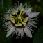 The Passion Fruit Flower