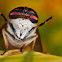 Striped Horsefly