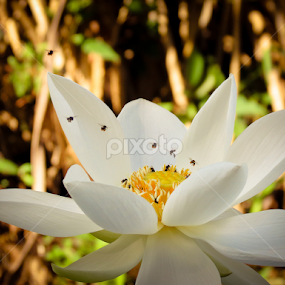 All are welcome by Sandun Lakmal - Flowers Single Flower