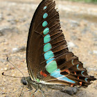 Common Bluebottle