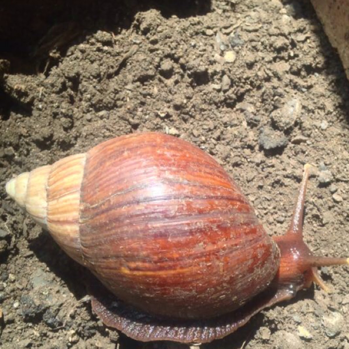 Giant African Snail