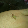 araña cornuda, horned spider