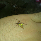 araña cornuda, horned spider
