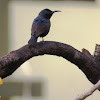 Purple Sunbird