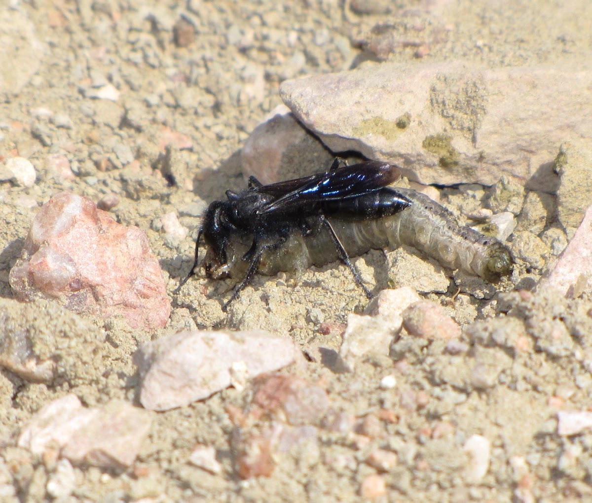 Cutworm wasp (female)
