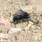 Cutworm wasp (female)