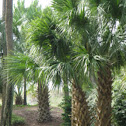 Texas Sabel Palm Tree