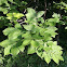 Mockernut Hickory