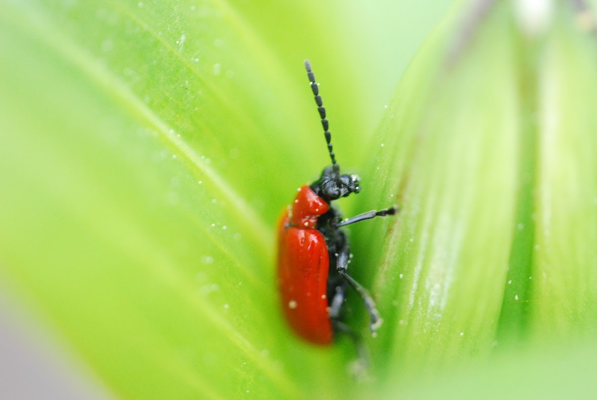 Scarlet lily beetle, Lilienhähnchen