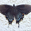Eastern Tiger Swallowtail (Dark Phase)