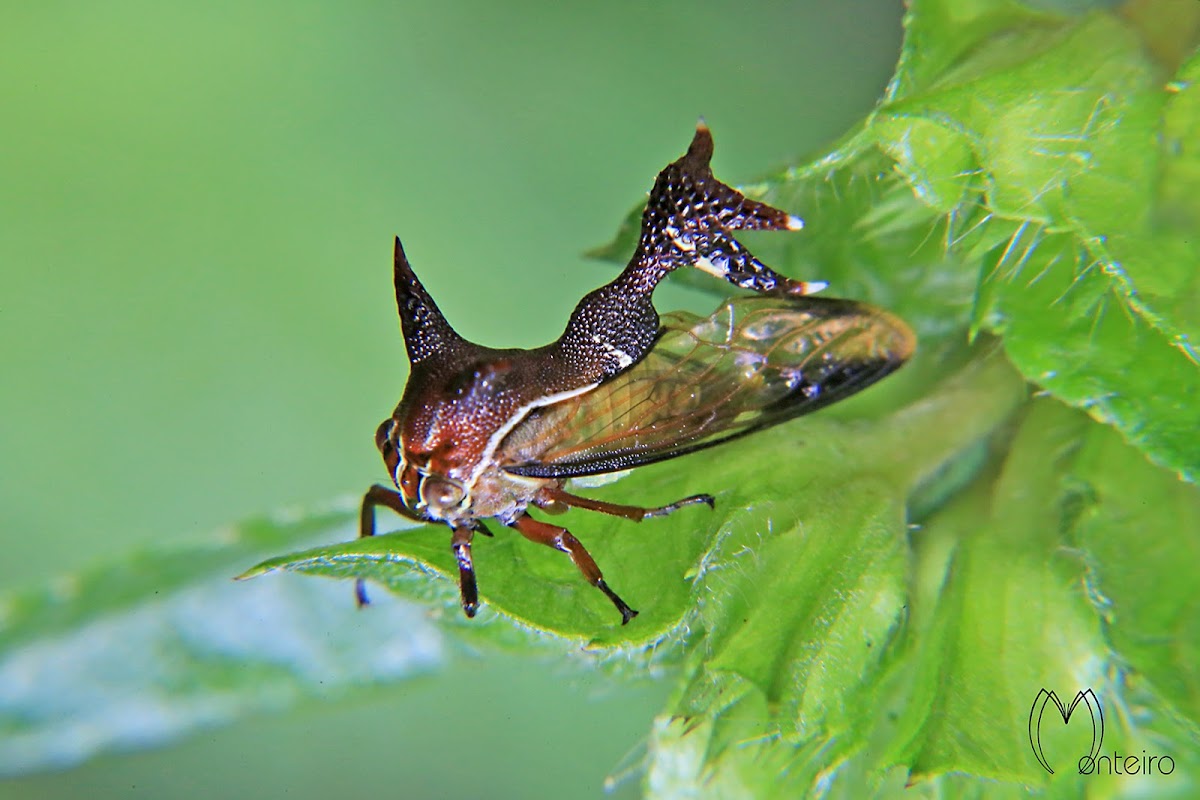 Heteronotus treehopper