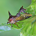 Heteronotus treehopper