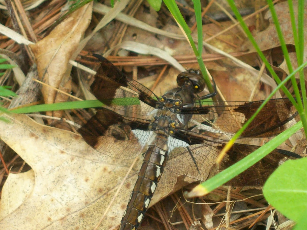 Common Whitetail -Dragonfly
