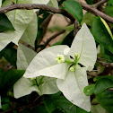 White Bougainvillea