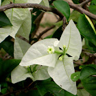 White Bougainvillea