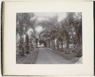 Gezicht langs de Oliepalmen Allee St. Cyr, Sumatra (Oelpalmen Allee St. Cyr)