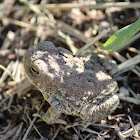 Wood House Toad Juvenile