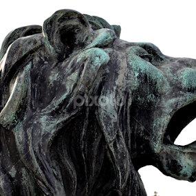 The Lion by Rumiana Doncheva - Buildings & Architecture Statues & Monuments