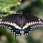 Black Swallowtail butterfly (male)