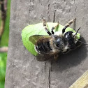 Western Leafcutting Bee