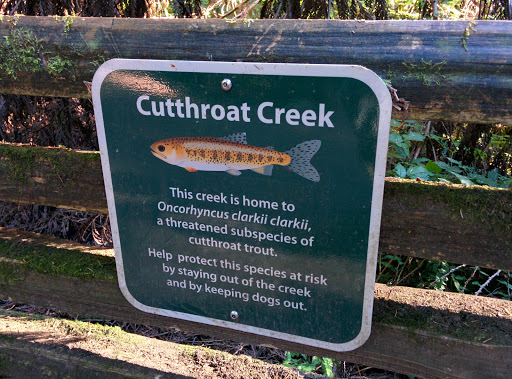 Cutthroat Creek
