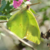 Cloudless Sulphur Butterfly (male)