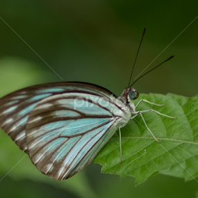 Common Wanderer by Sankar Singha - Animals Insects & Spiders