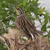 Meadow lark