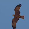 black kite