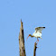 White Ibis (juvenile)