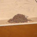 Barn swallow nest