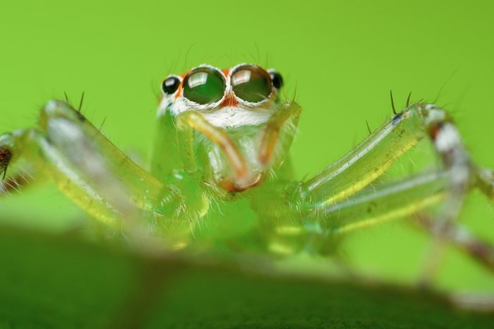 Jumping Spider (Female)