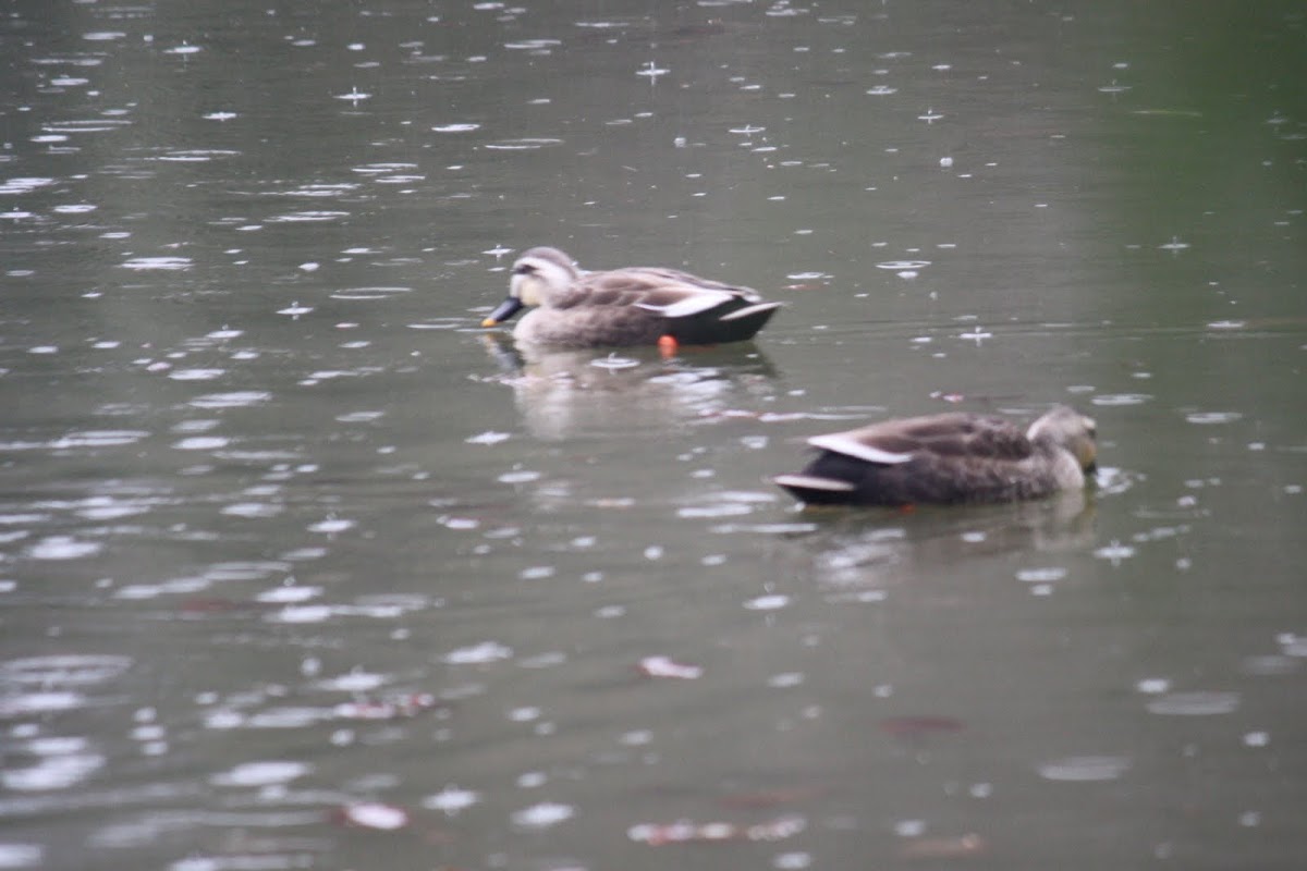 Spot billed Ducks
