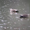 Spot billed Ducks