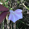 Field Bindweed