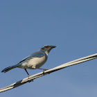 Western Scrub-Jay