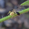 Goldenrod Crab Spider (with prey)