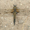Four-spotted Skimmer- Dragonfly