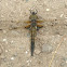 Four-spotted Skimmer- Dragonfly
