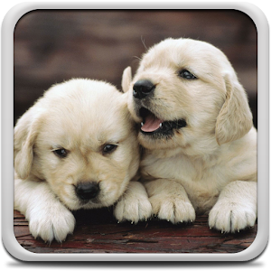 Puppies Live Wallpaper logo