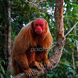 Red faced monkey by Wilson Beckett -  