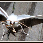 White Slantline Moth