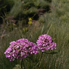 Achillea millefolium sudetica