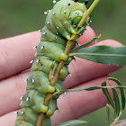 Glover's Silkmoth caterpillar