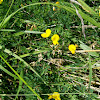 Crotalaria sp.